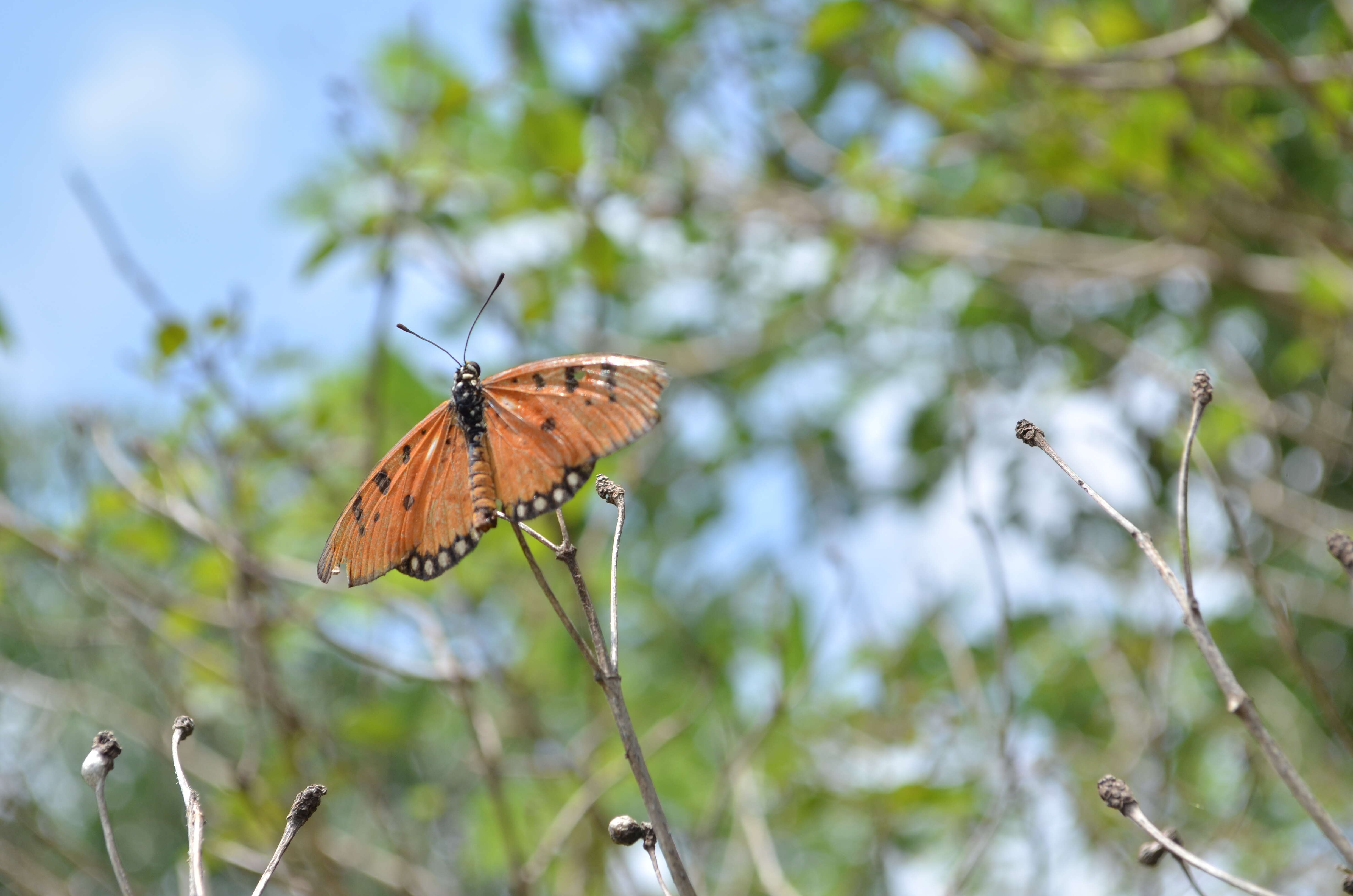 Image of Acraea terpsicore