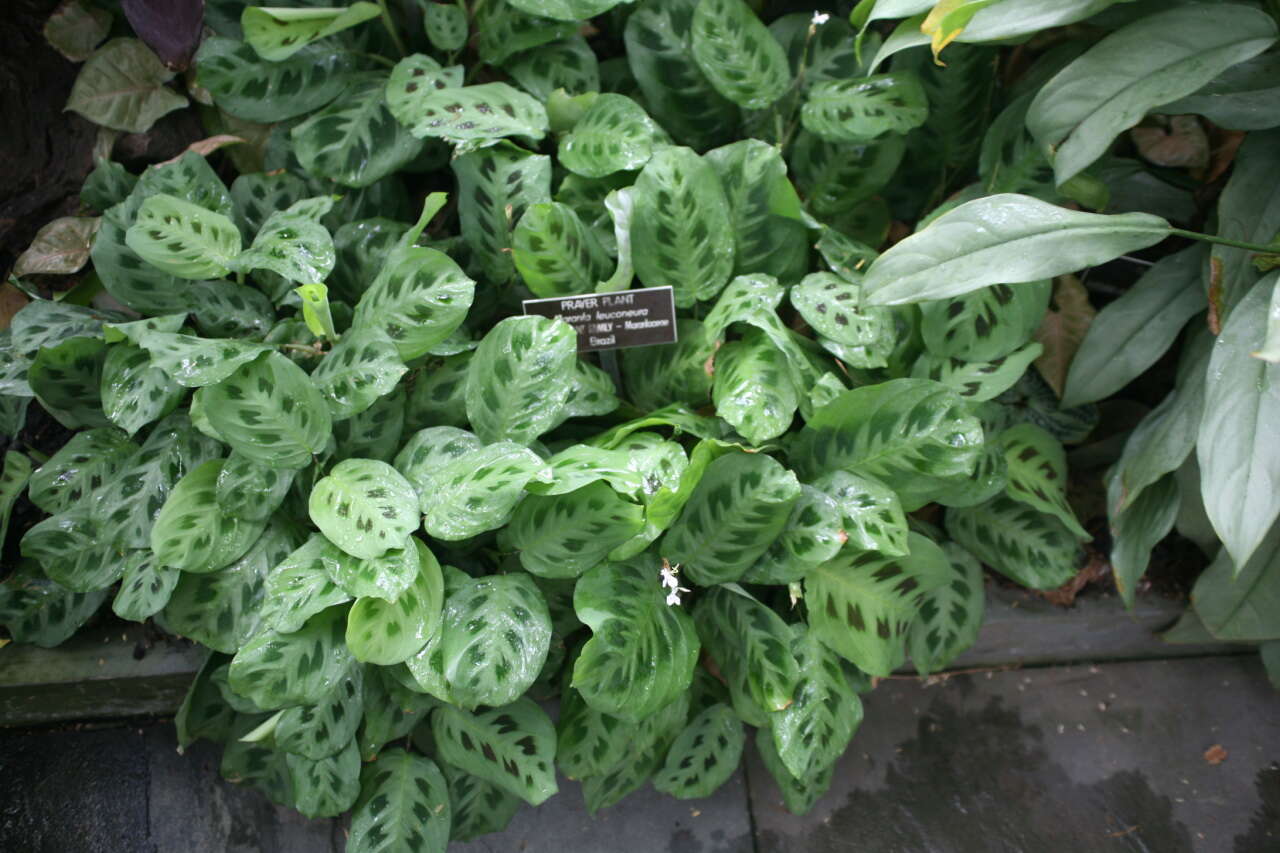 Image of prayerplant