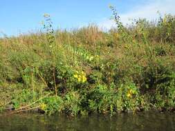 Image of Jerusalem artichoke