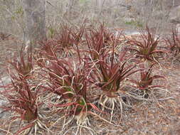 Image of Aloe mawii Christian