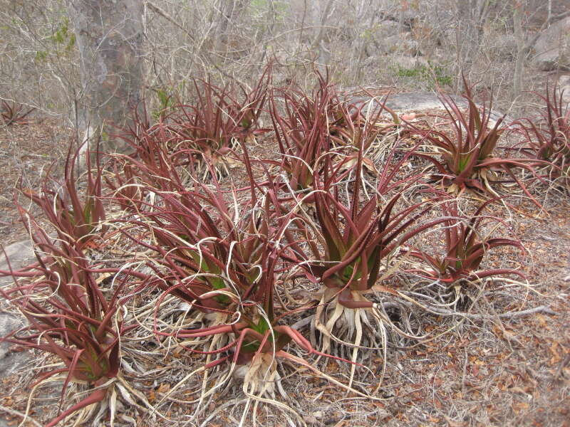 Image of Aloe mawii Christian