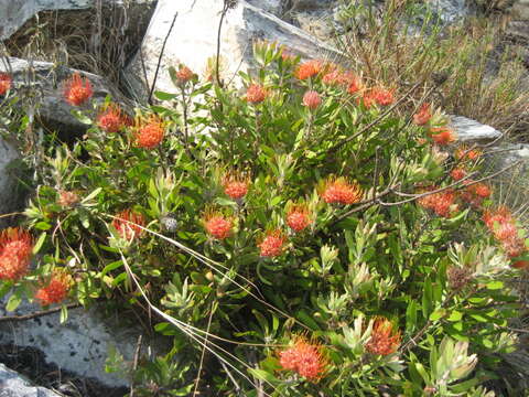 Image of Chimanimani pincushion