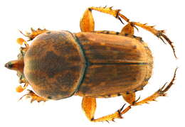 Image of Euoniticellus