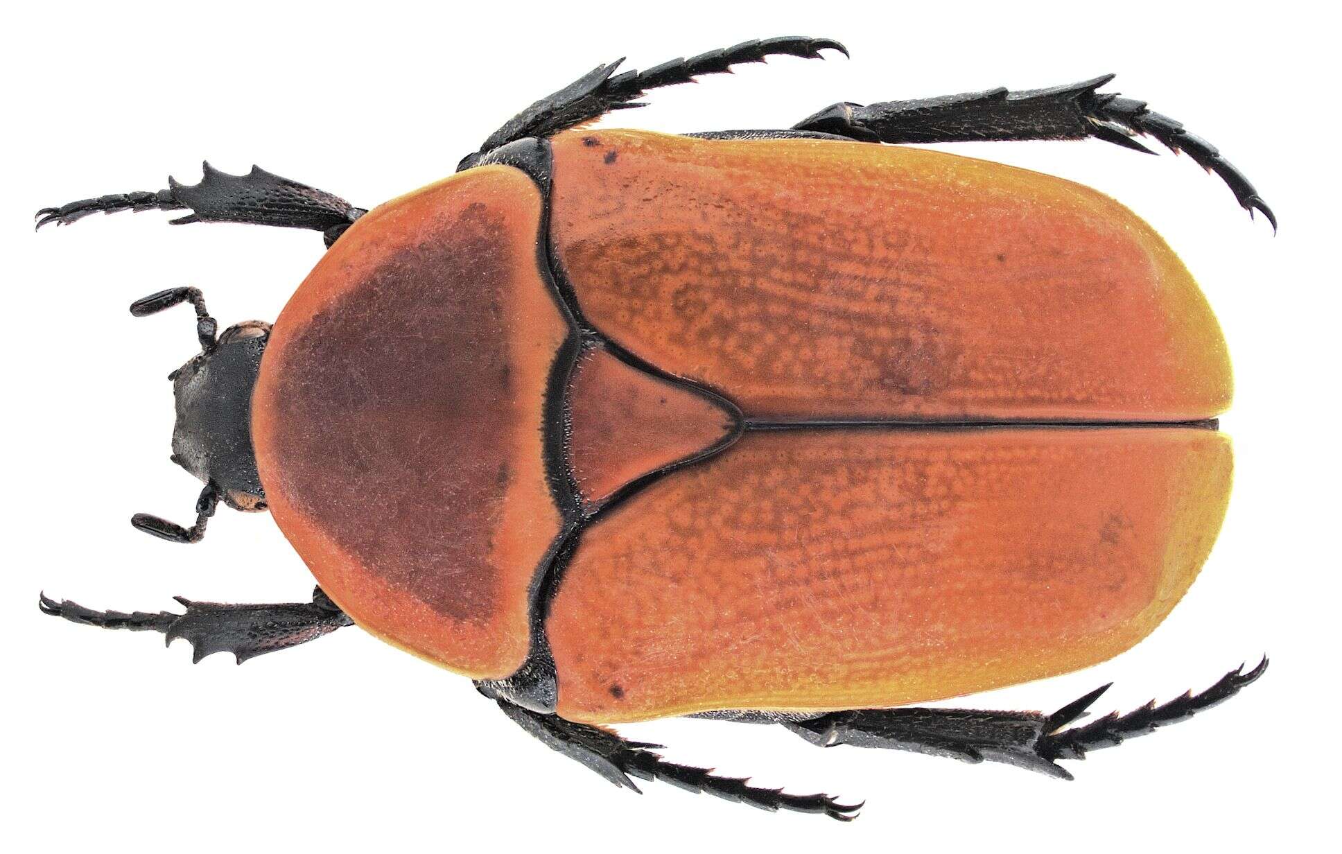 Image of Pachnoda marginata (Drury 1773)