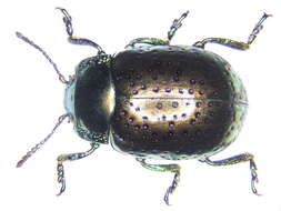 Image of Chrysolina bicolor