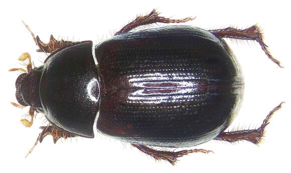 Image de Hybosorus