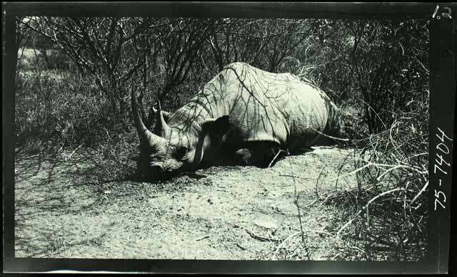 Image of Black Rhinoceros