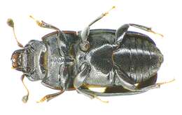 Image of Four-spotted Sap Beetle