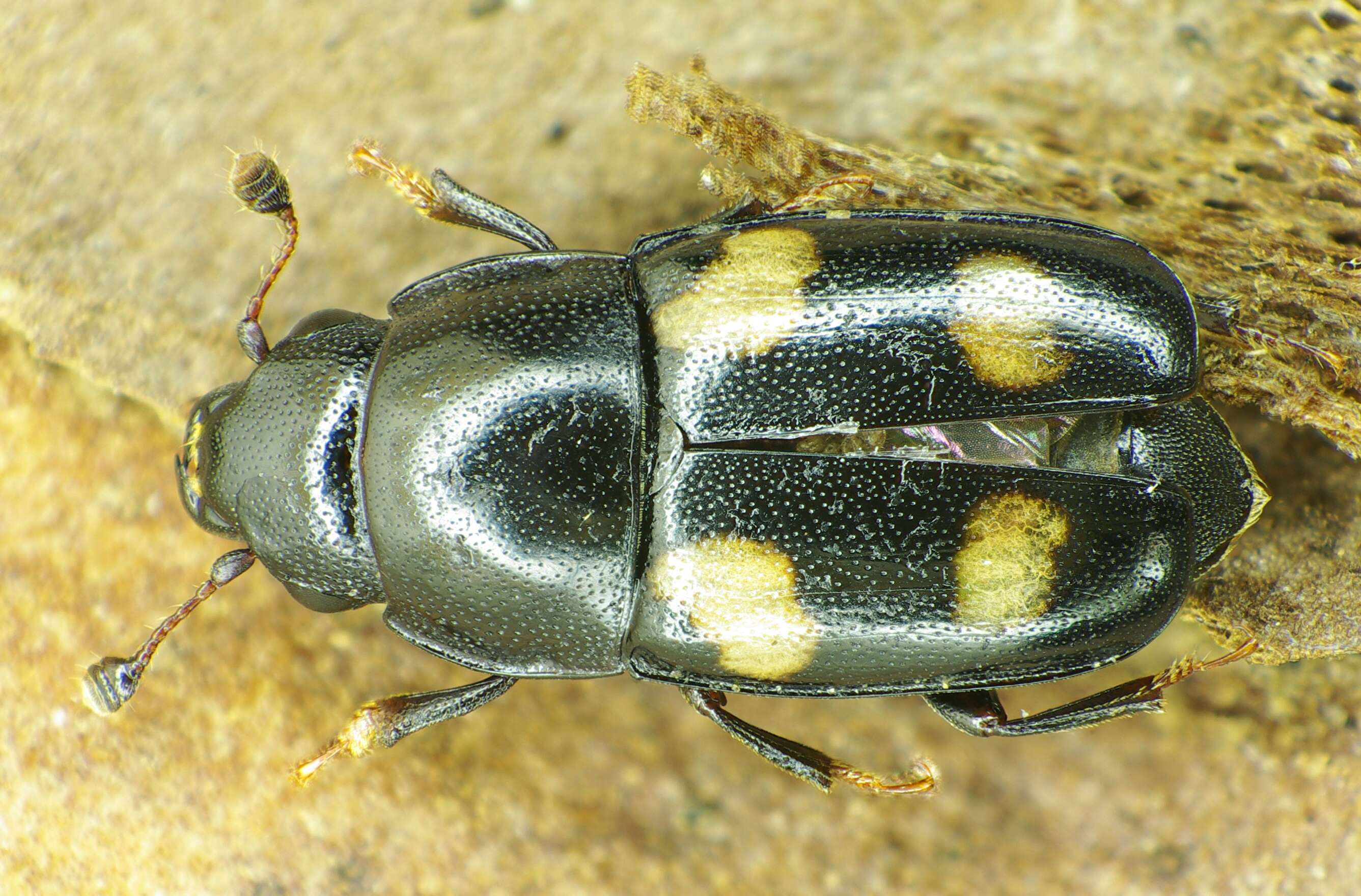 Image of Four-spotted Sap Beetle