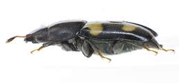 Image of Four-spotted Sap Beetle