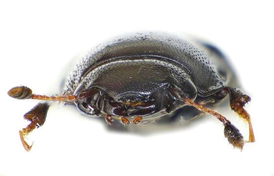 Image of Four-spotted Sap Beetle