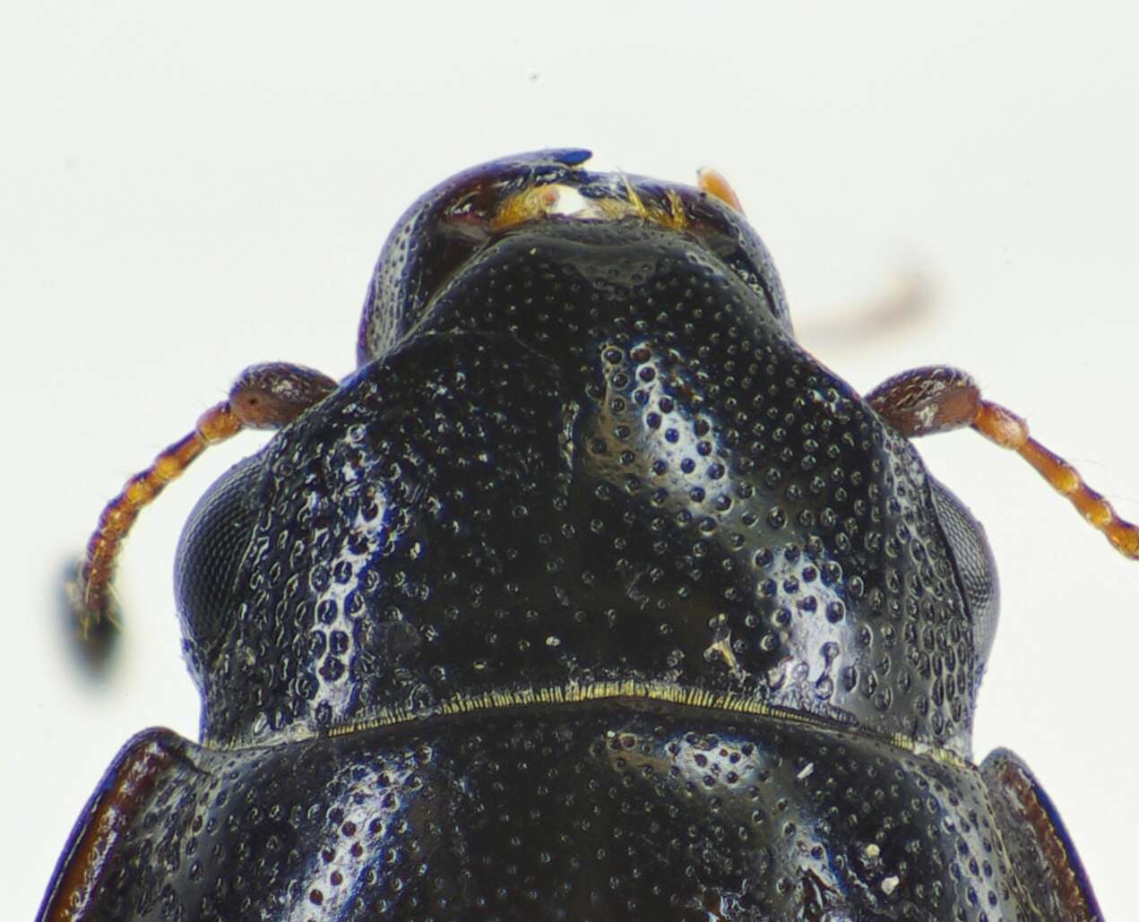 Image of Four-spotted Sap Beetle