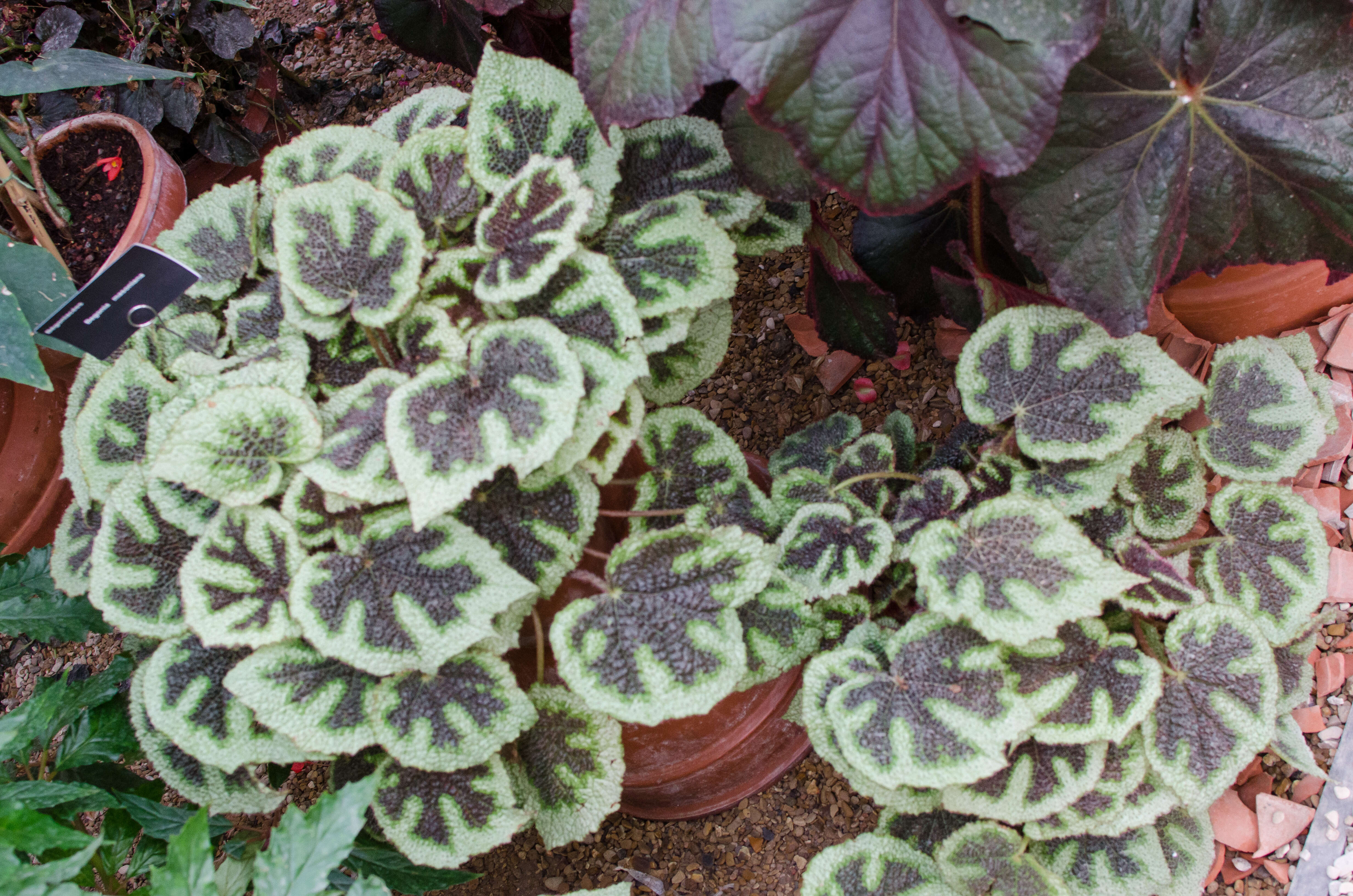 Image of Begonia masoniana Irmsch. ex Ziesenh.