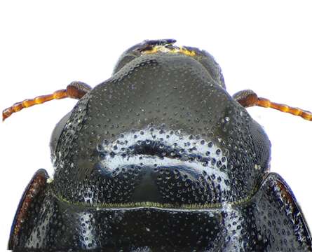 Image of Four-spotted Sap Beetle