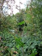 Image of prickly lettuce