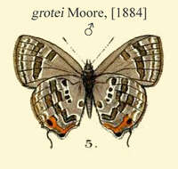 Image of Sinthusa chandrana (Moore 1882)