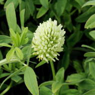 Plancia ëd Trifolium pannonicum Jacq.