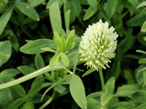 Image of Hungarian clover