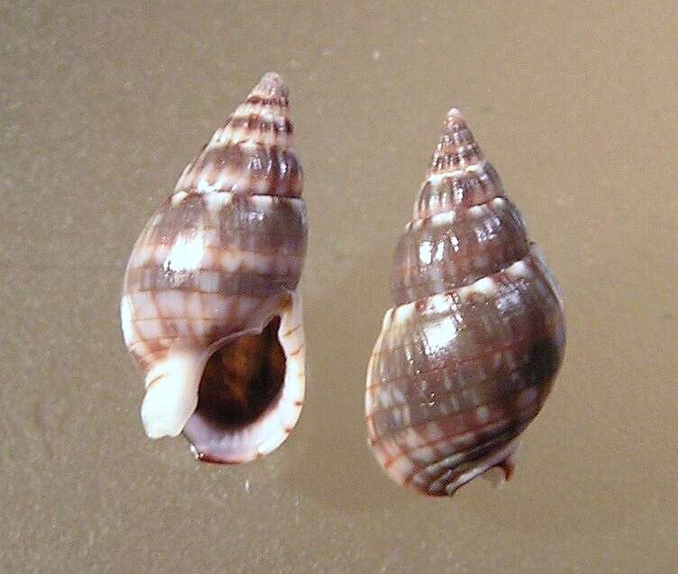 Image of Nassarius gaudiosus (Hinds 1844)