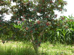 Image of Korean pepper