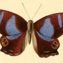 Image of Abisara tantalus Doubleday 1847