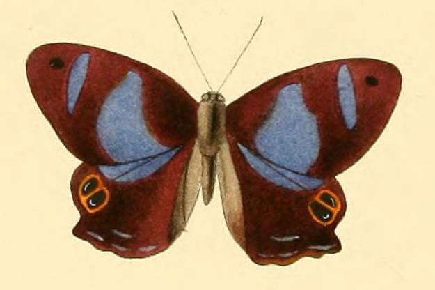 Imagem de Abisara tantalus Doubleday 1847