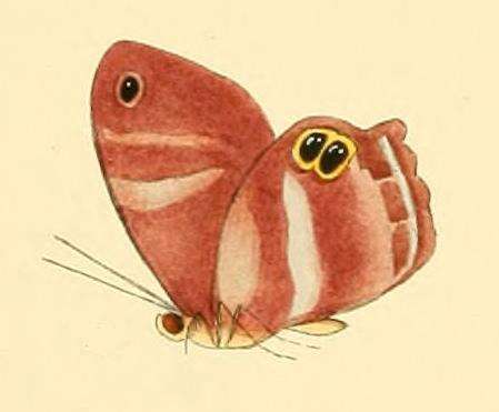 Слика од Abisara tantalus Doubleday 1847