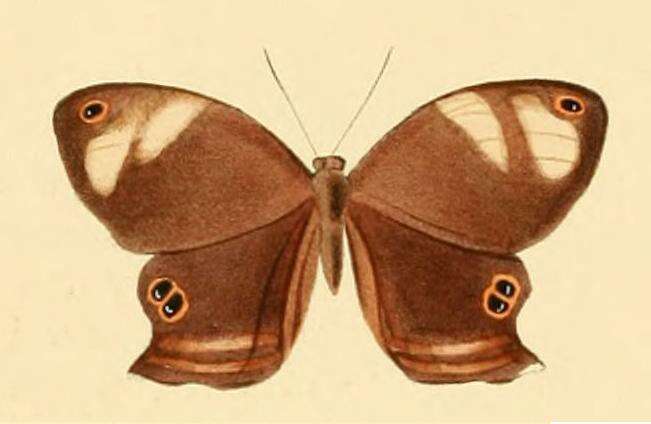Image of Abisara tantalus Doubleday 1847