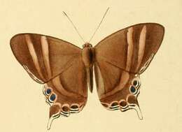 Image of Abisara savitri Felder 1860