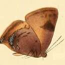 Image of Thecla dinus Hewitson (1867)