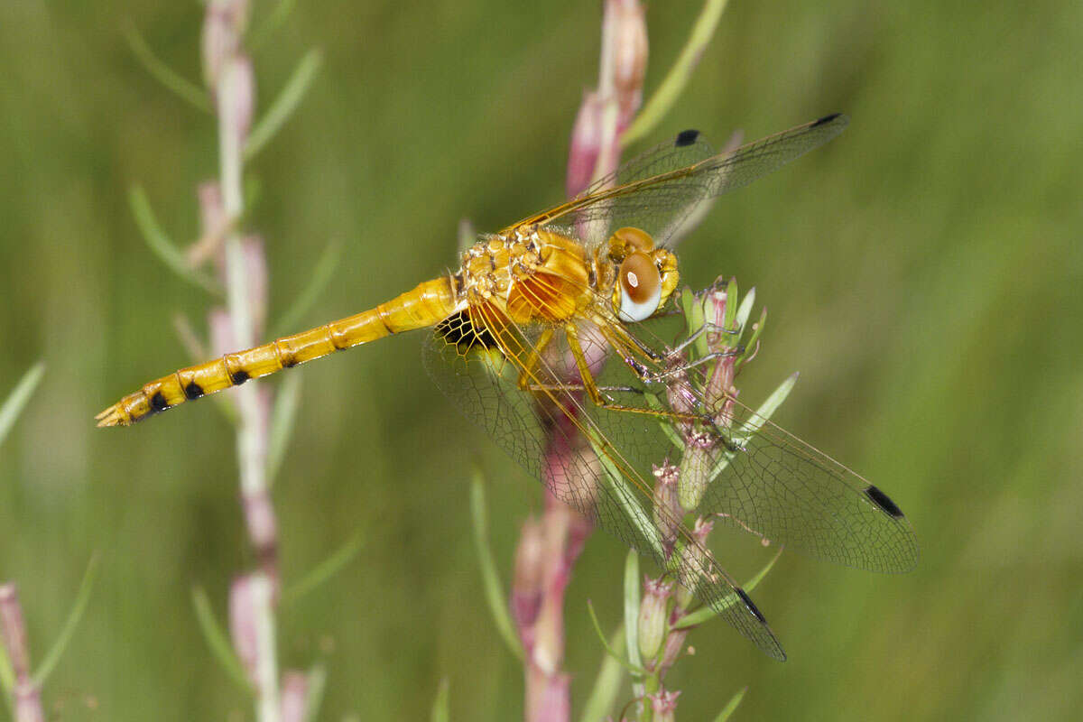 Image of Spot-winged Meadowhawk