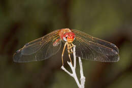 Image of Spot-winged Meadowhawk