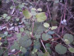 Image of Coprosma rotundifolia A. Cunn.