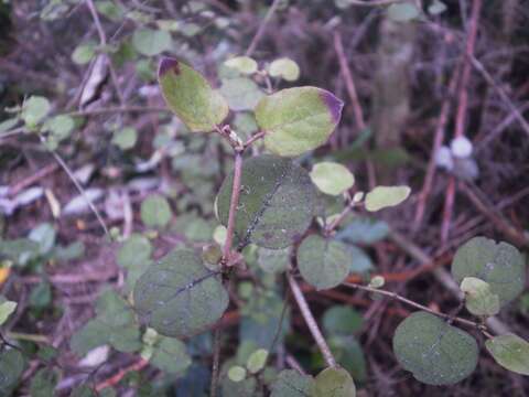 Image of Coprosma rotundifolia A. Cunn.