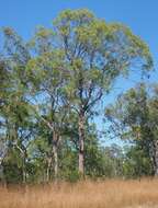 Plancia ëd Eucalyptus exserta F. Müll.