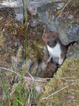 Image of ermine