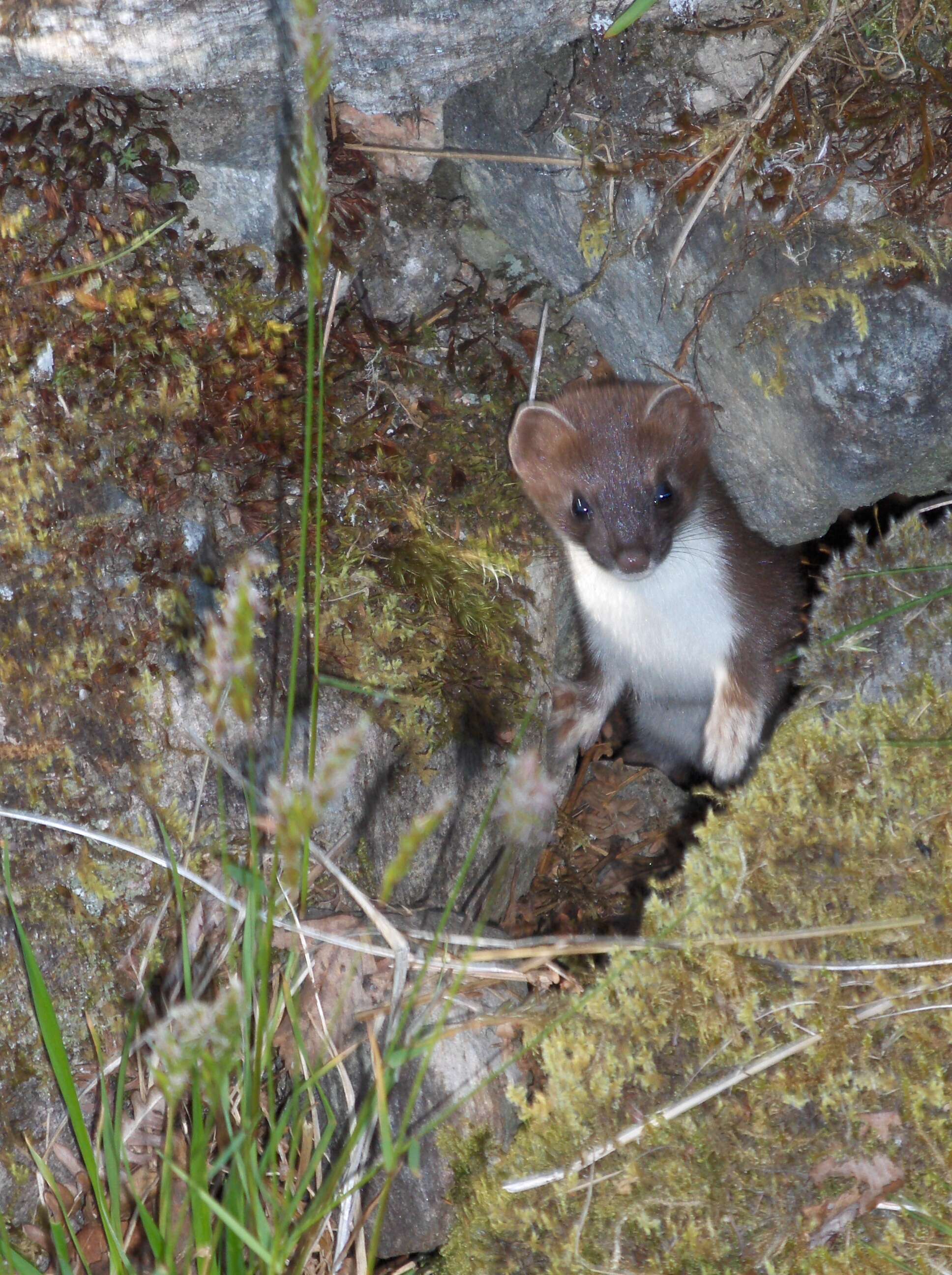 Image of ermine