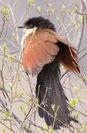 Image of Burchell's Coucal