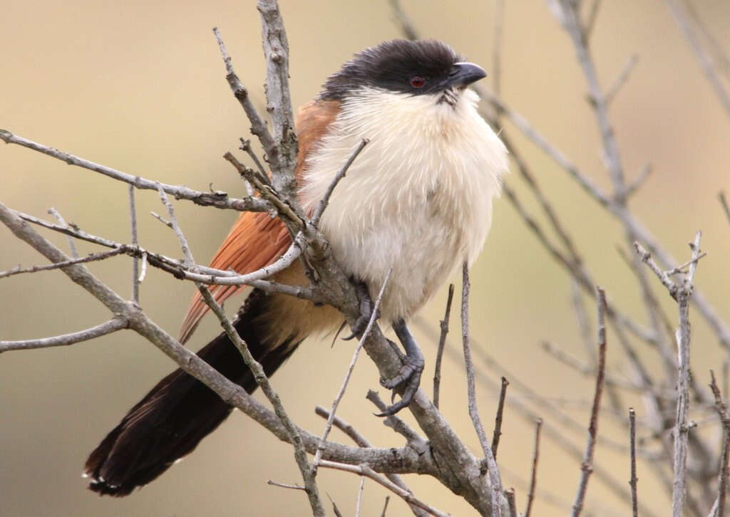 Image of Burchell's Coucal