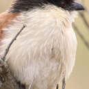 Image of Burchell's Coucal