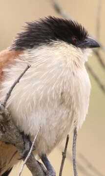 Image of Burchell's Coucal