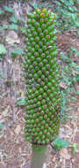 Image of Amorphophallus sylvaticus (Roxb.) Kunth