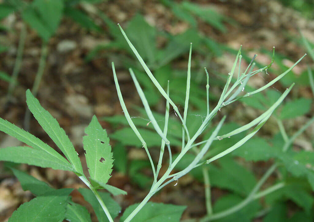 Image of Pinnate Coralroot