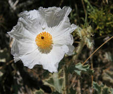 Image of flatbud pricklypoppy