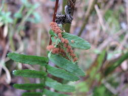 Image of ebony spleenwort