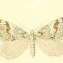 Image of Chesias linogrisearia Constant 1880
