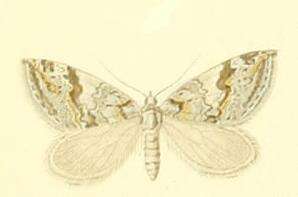 Image of Chesias linogrisearia Constant 1880