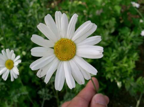 Image of Dalmatia Pyrethrum