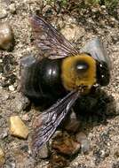 Image of Japanese carpenter bee