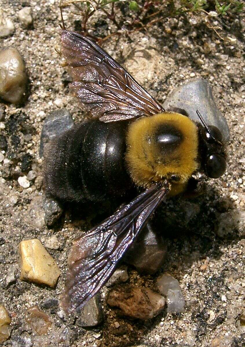 Imagem de Xylocopa appendiculata Smith 1852